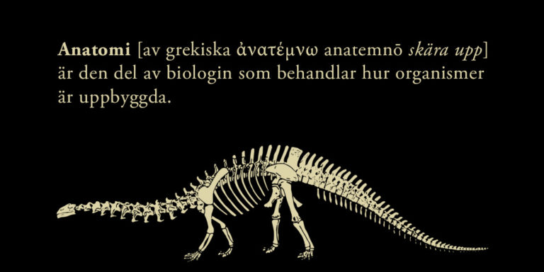 Ett inläggs anatomi